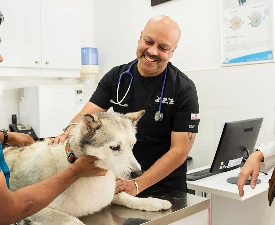 A veterinary surgeon prepares a dog patient for a surgical procedure