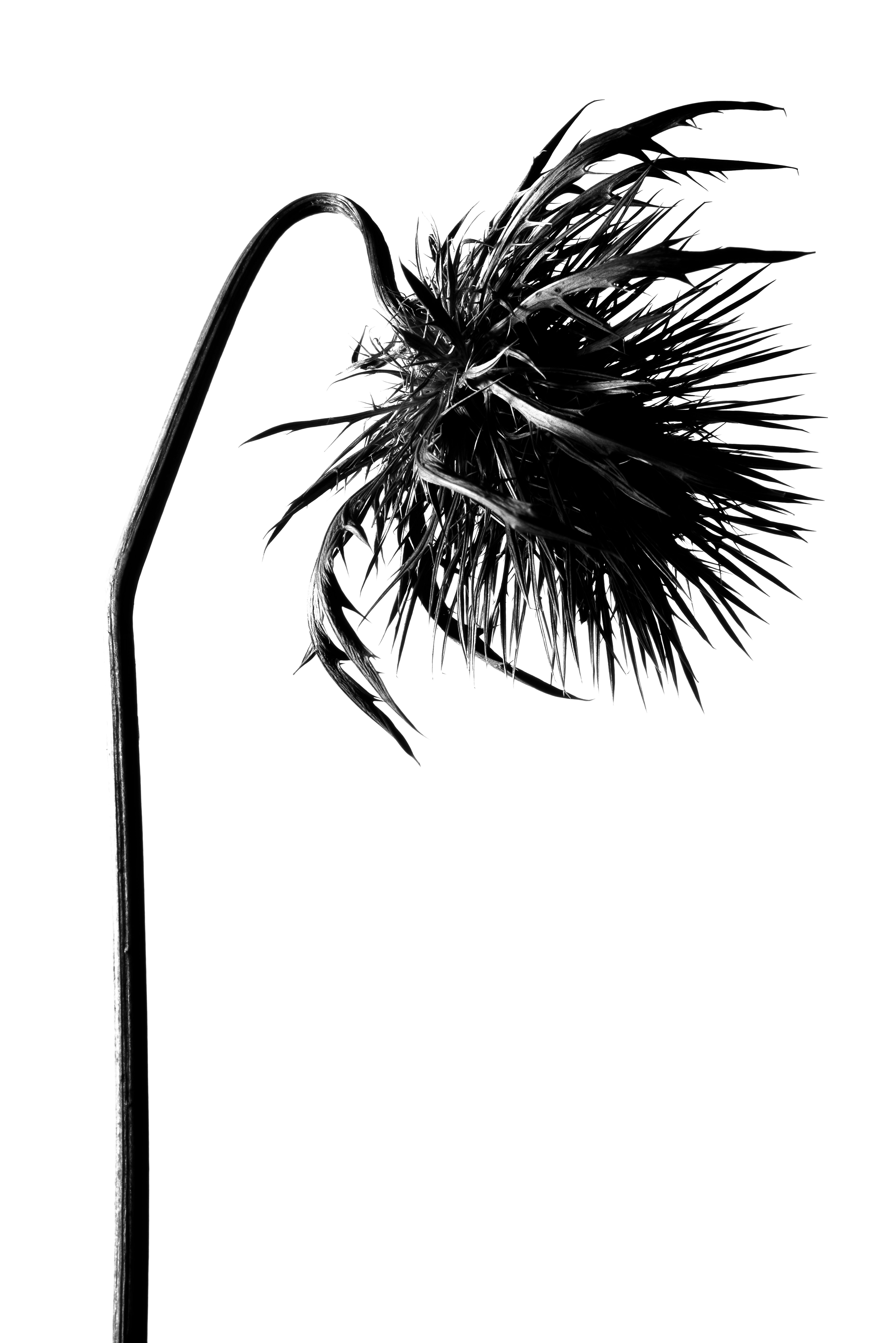 Fleur, Ortie, Photo de studio, Noir et blanc, pierretmae