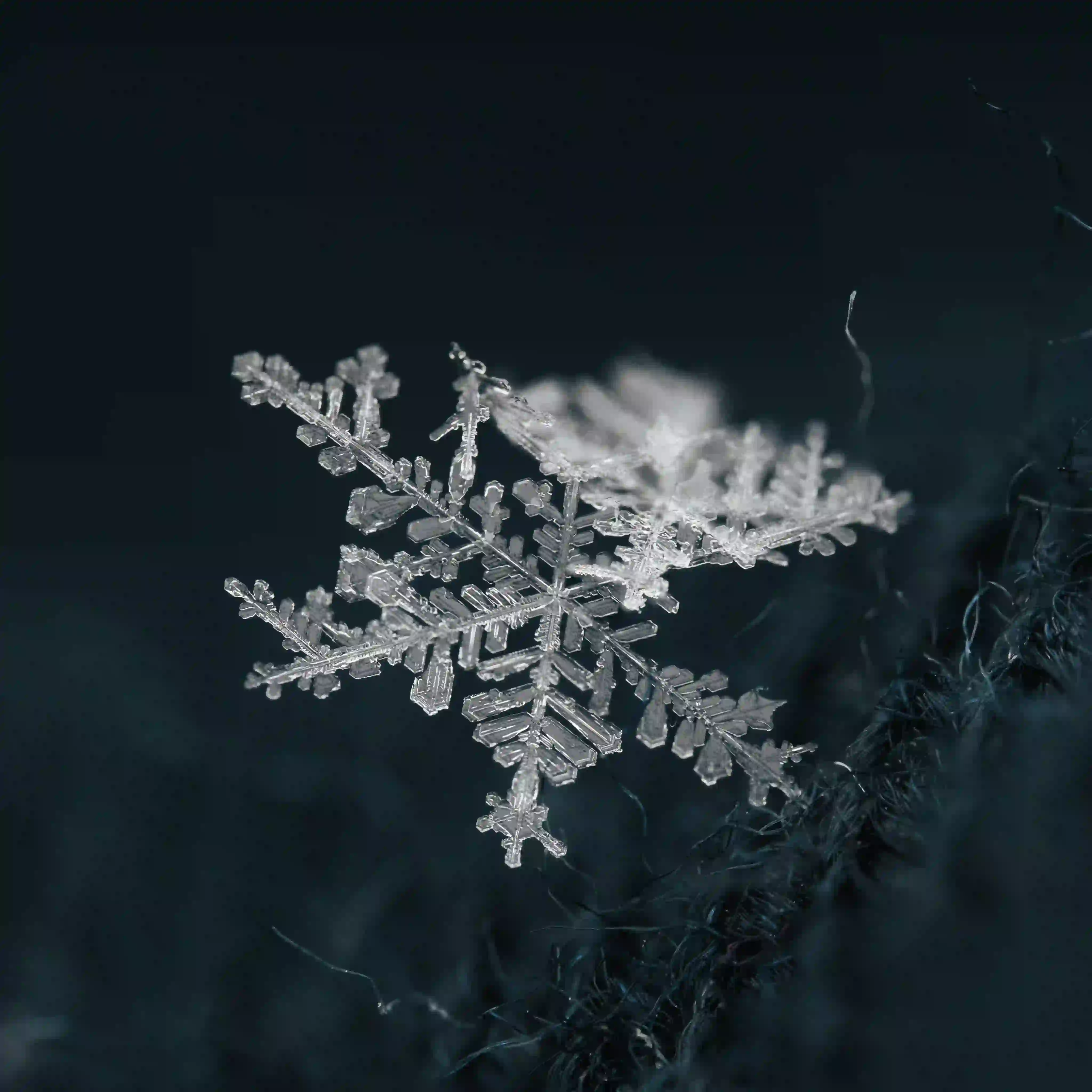 Close-up of a single detailed snowflake