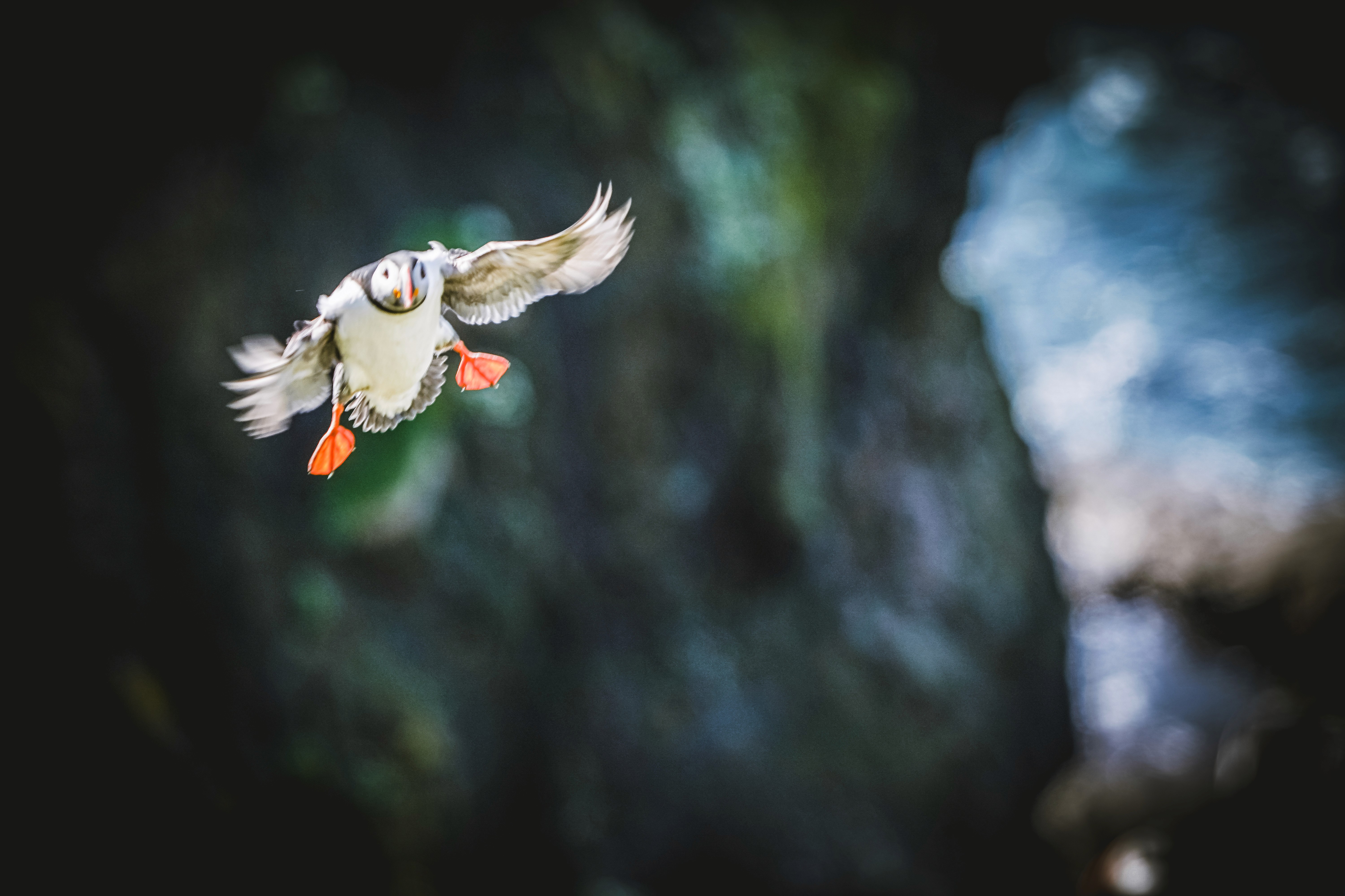 Puffin in Flight