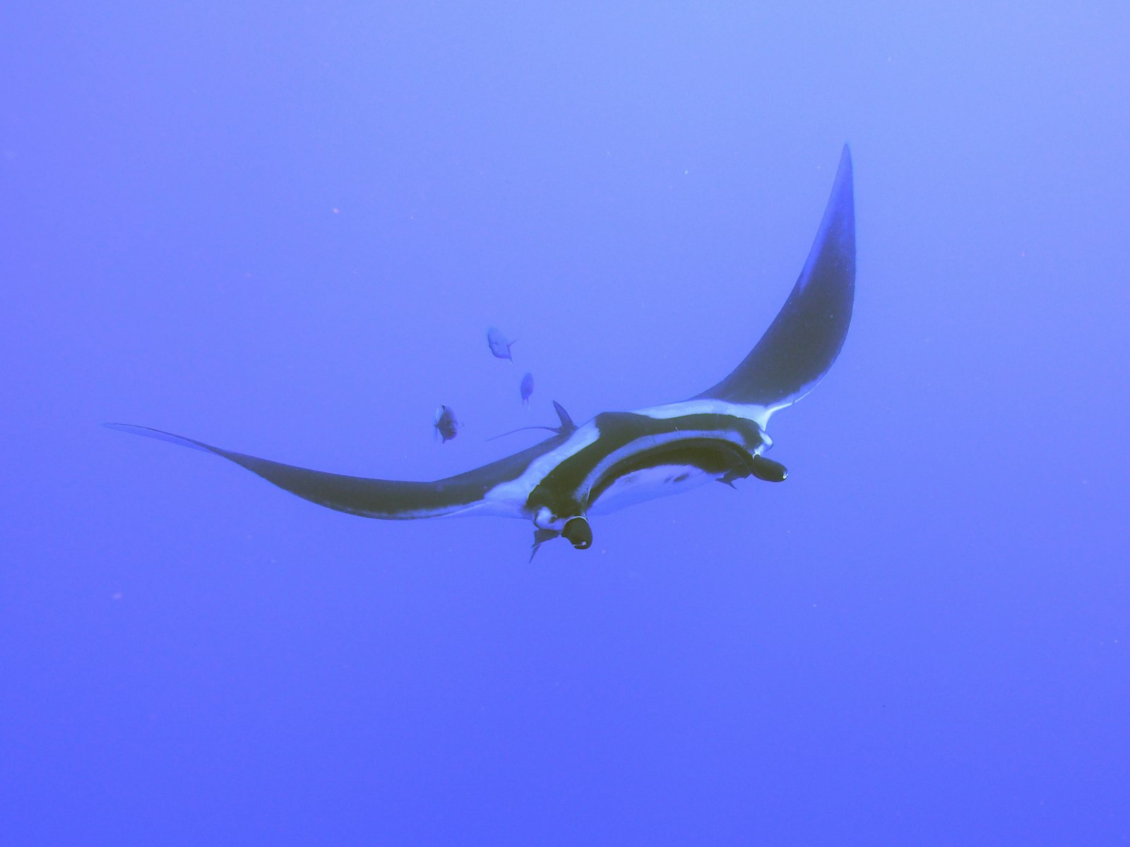 Manta ray gliding through open blue water off Sangalaki Island