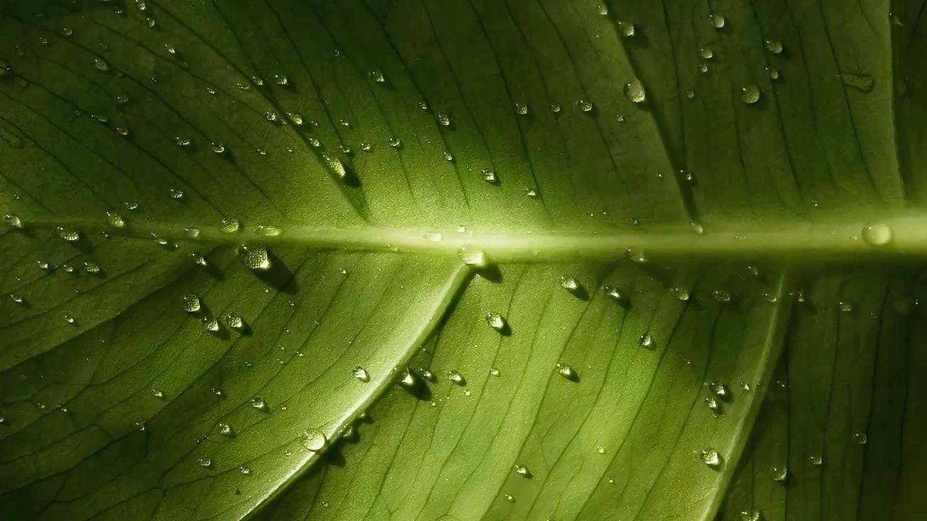 Background Picture - threes