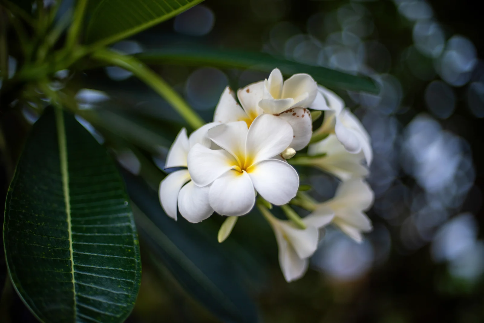 White plumeria flowers among deep green leaves