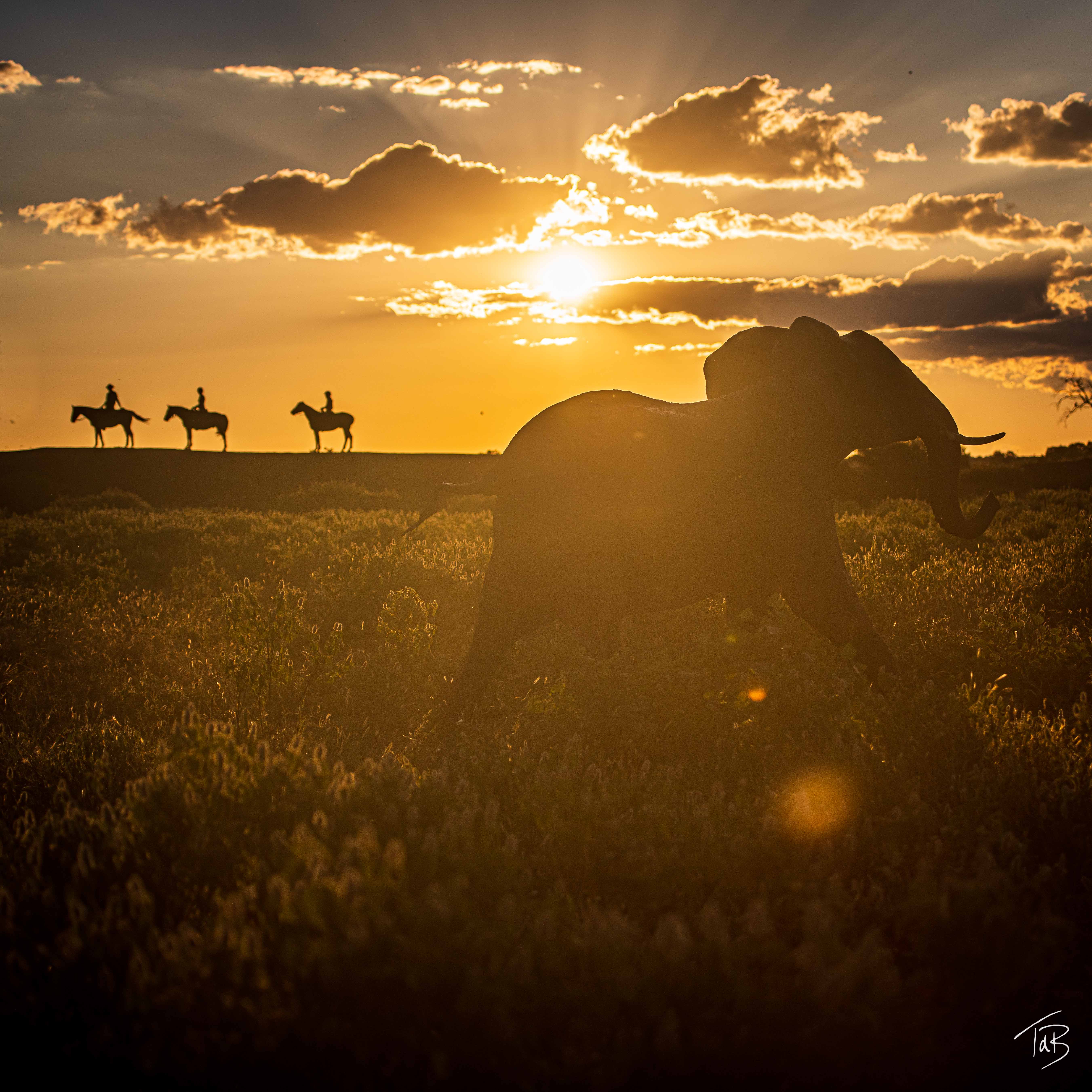 Ryttare till häst på African Explorer ridsafari i Botswana rider genom savannen i solnedgången, med en elefant i förgrunden – en magisk ridresa som går genom både Sydafrika och Botswana, Afrika.