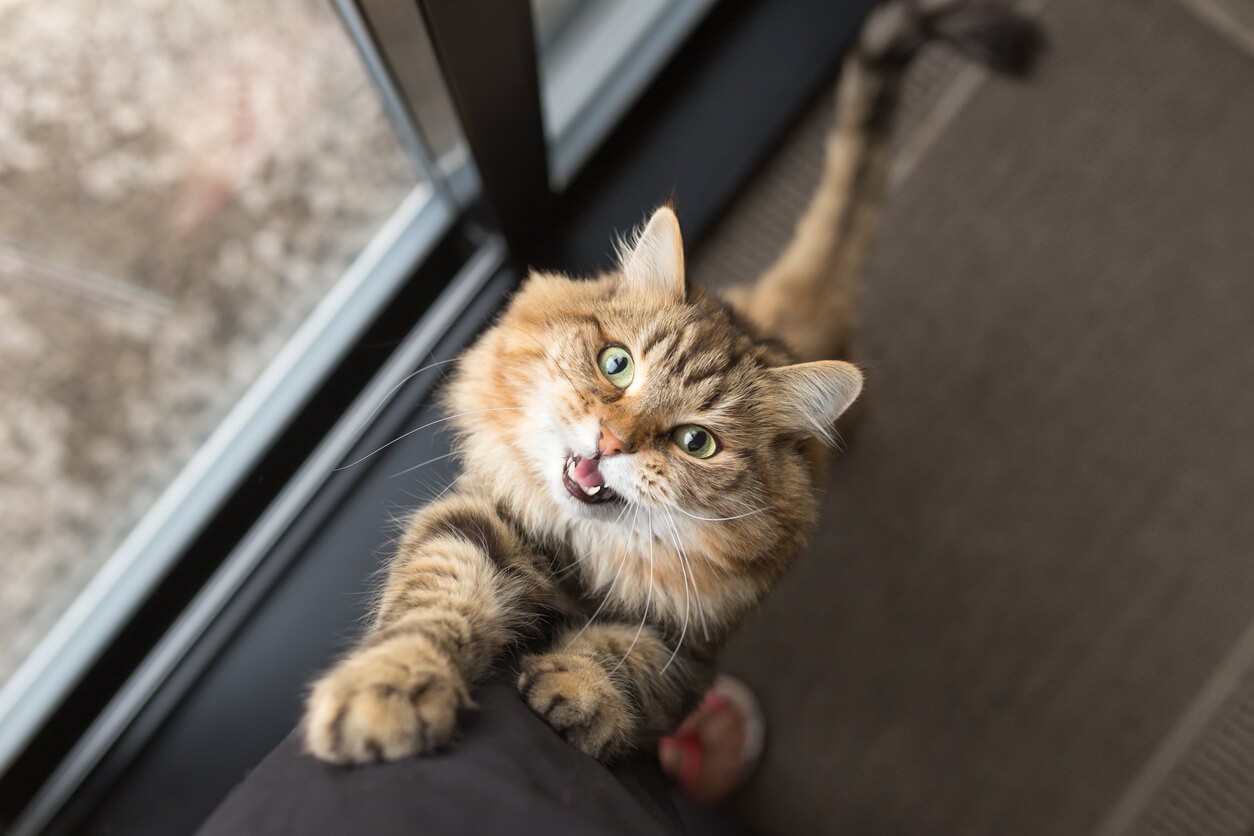 a cat looking up at a person