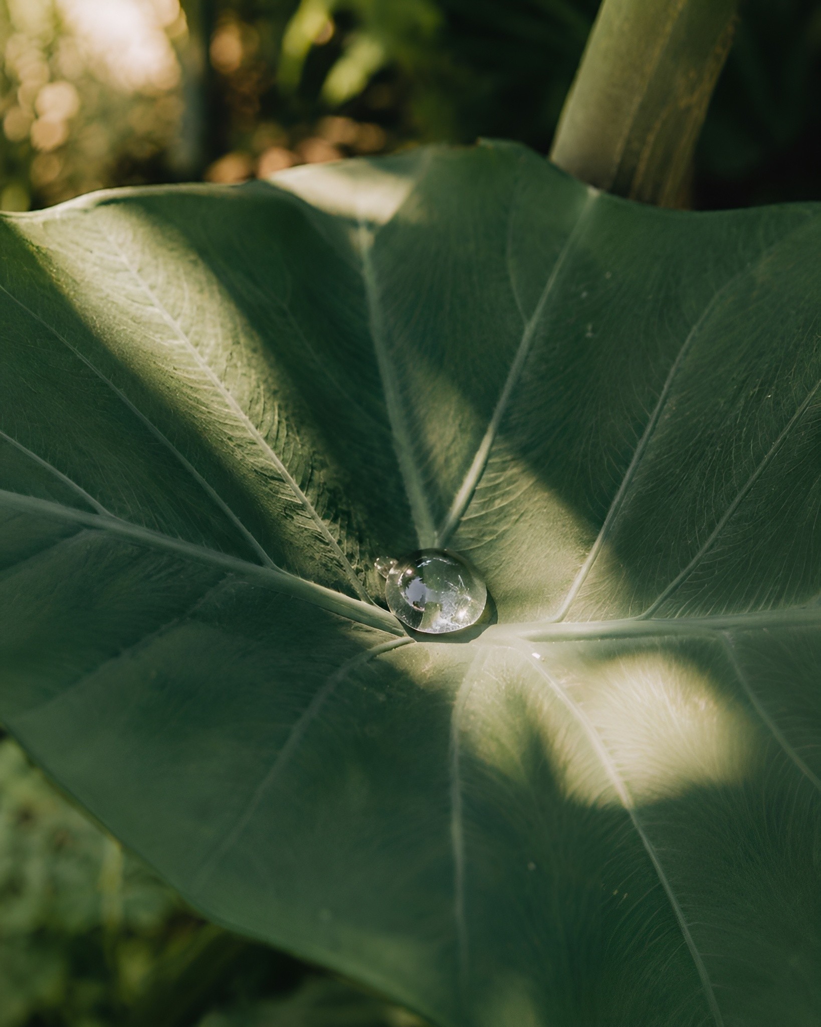 Close-up of a large leaf with a single water droplet, illuminated by soft sunlight that highlights the surface texture and natural details.