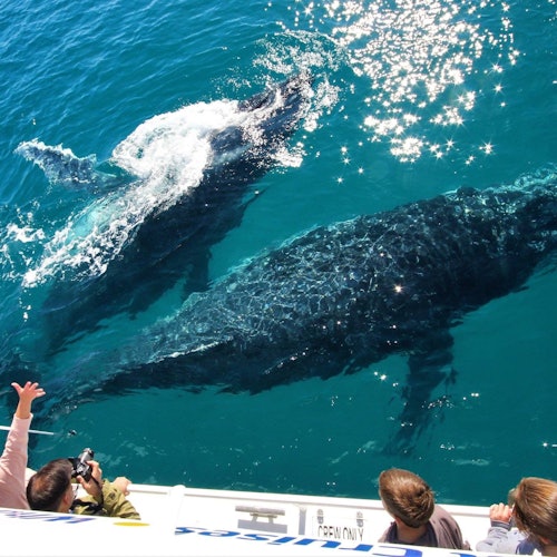 Three people on a boat observing two whales swimming close to the surface in clear blue water.
