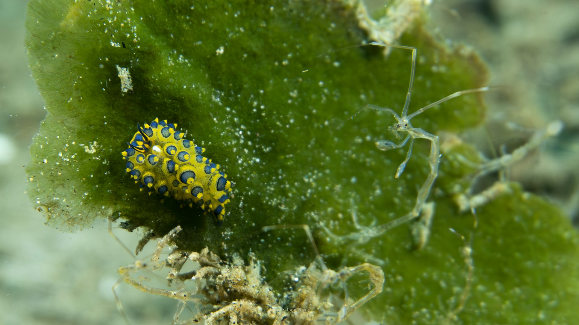 Tiny yellow and blue sea slug feeding on a patch of green algae
