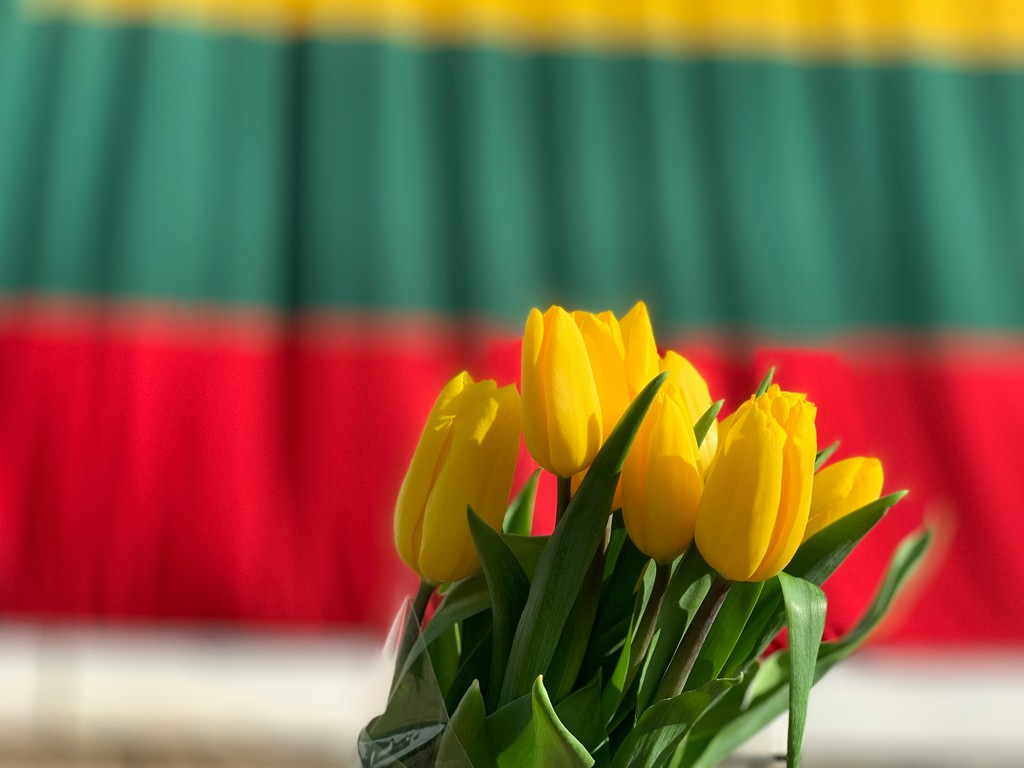 A bouquet of vibrant yellow tulips stands out against a blurred background featuring green and red stripes, creating a striking contrast and a cheerful, springtime feel.