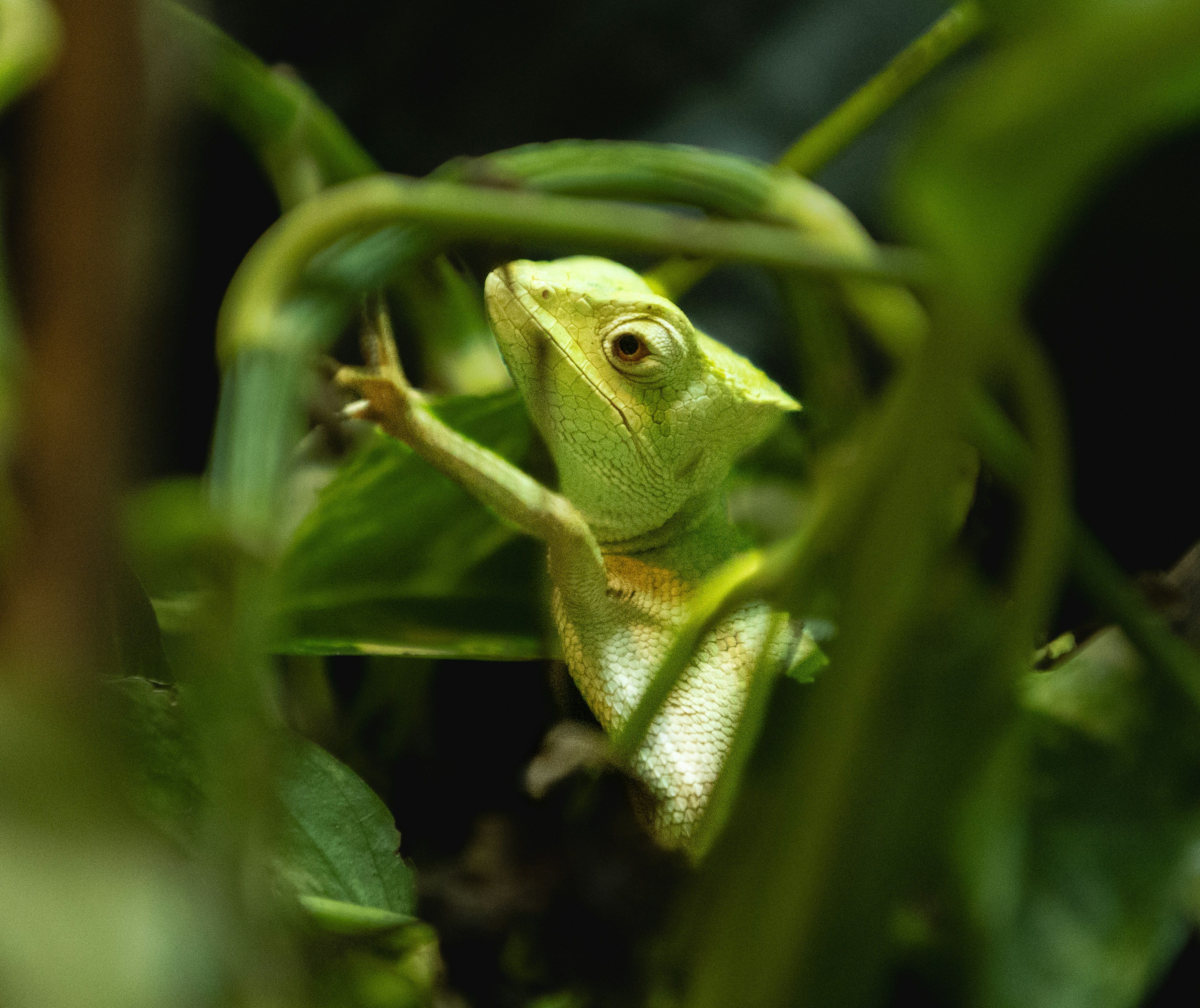 A green lizard climbs through lush foliage.