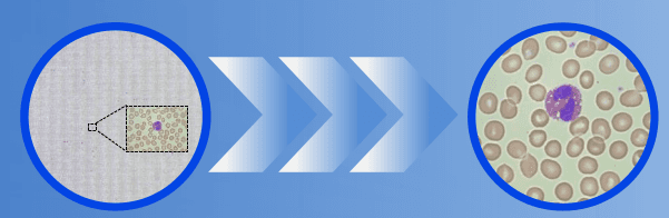 Photo of a company team