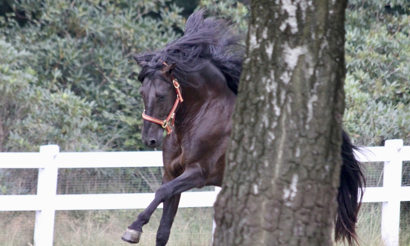 PRE stallion Rafa