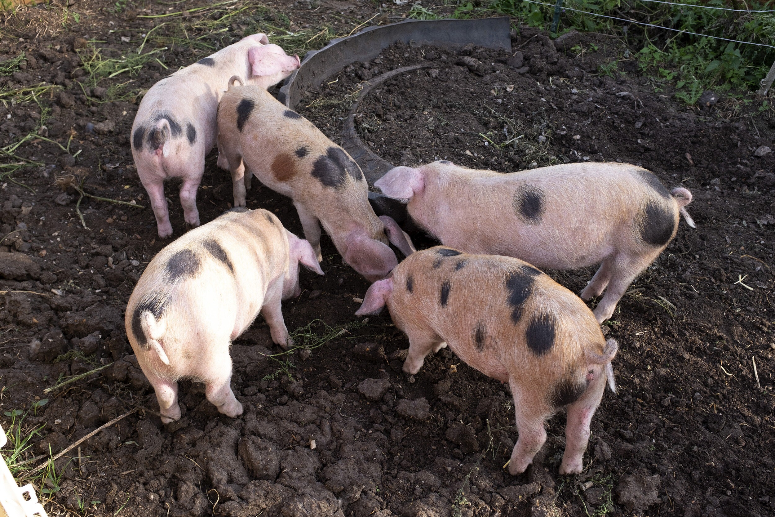 5 Rear Breed Free Range Pigs 