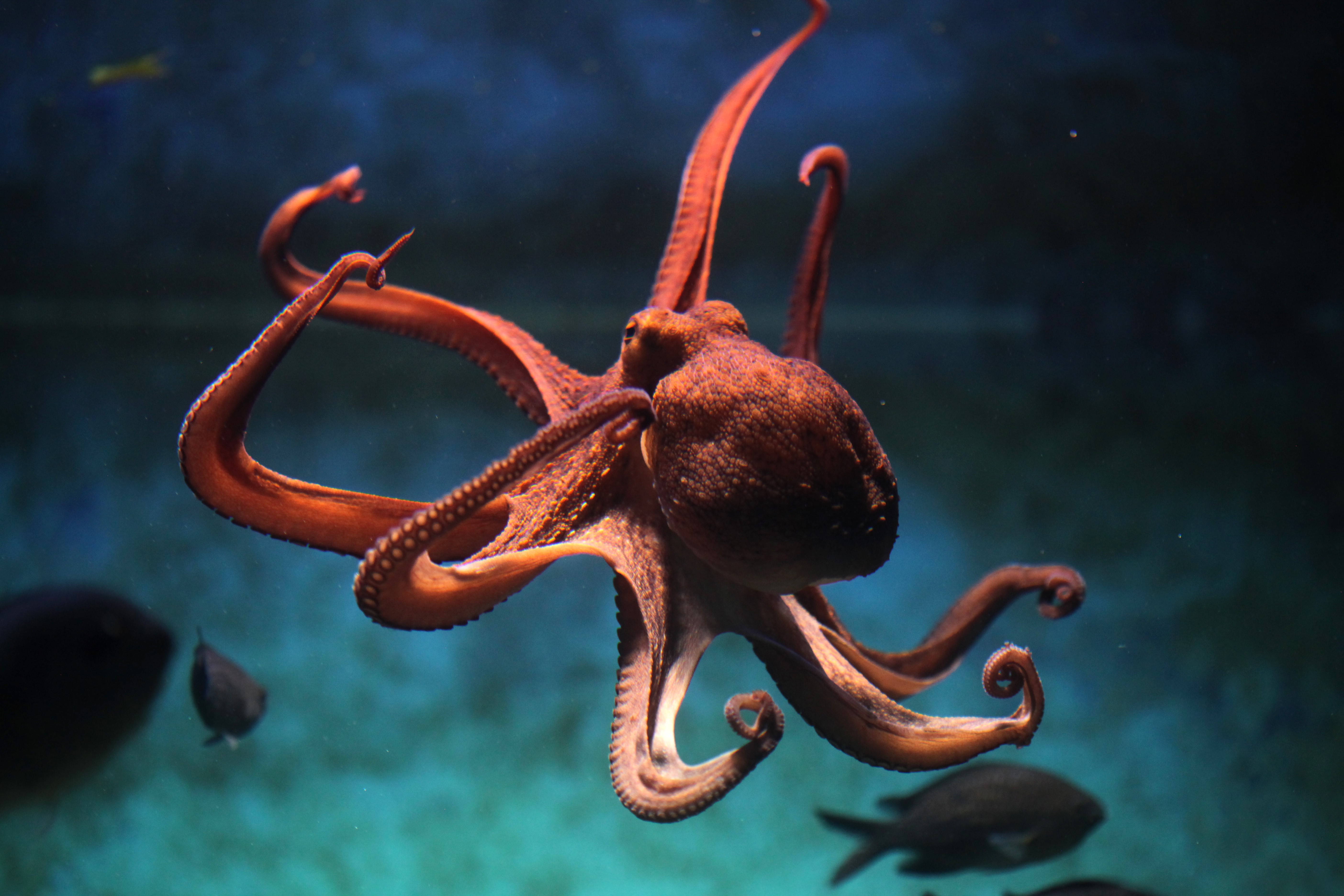 Image of an Octopus which was inspiration of my apps name Octologs