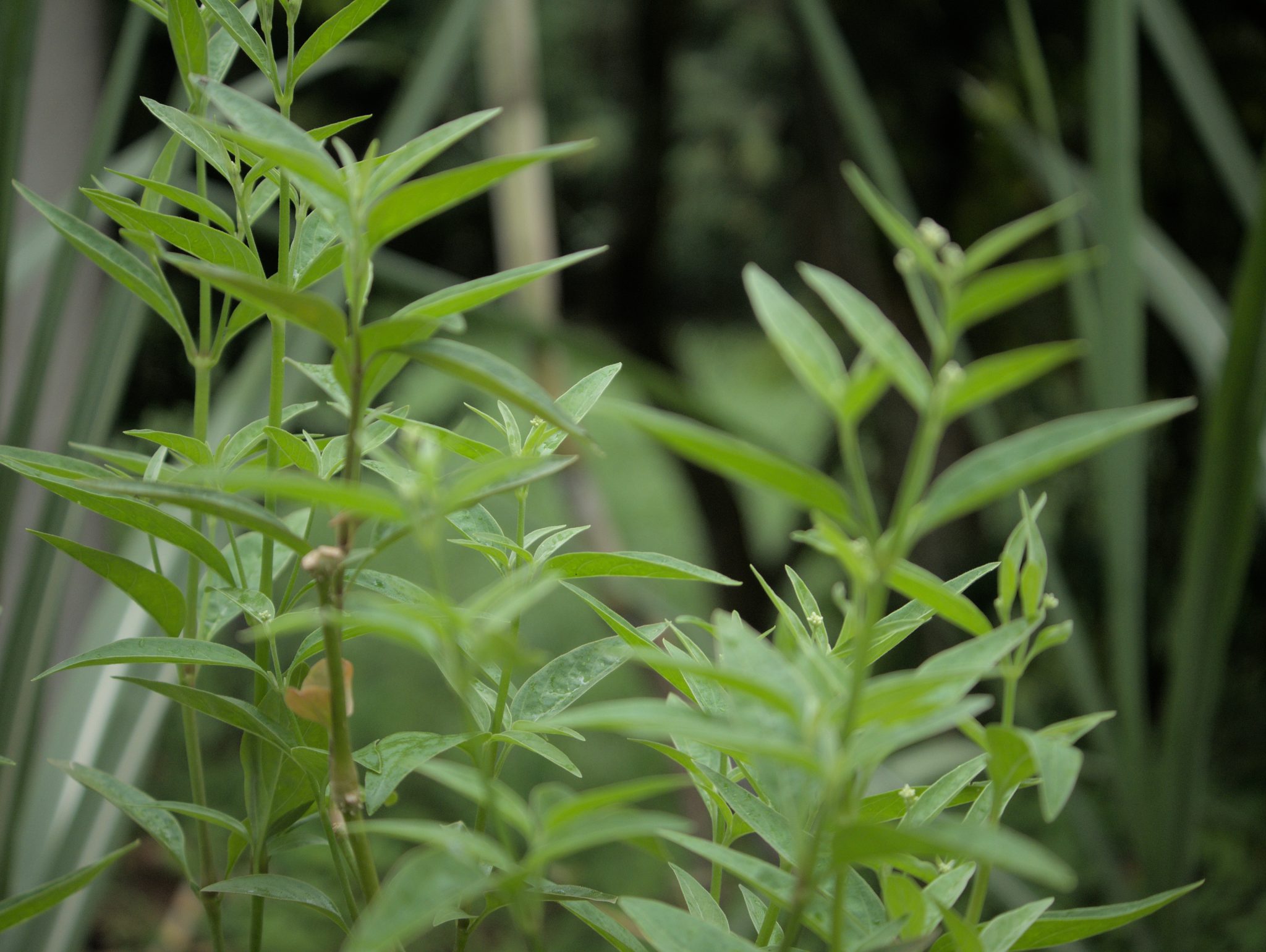 Marosa Master Plant Dieta