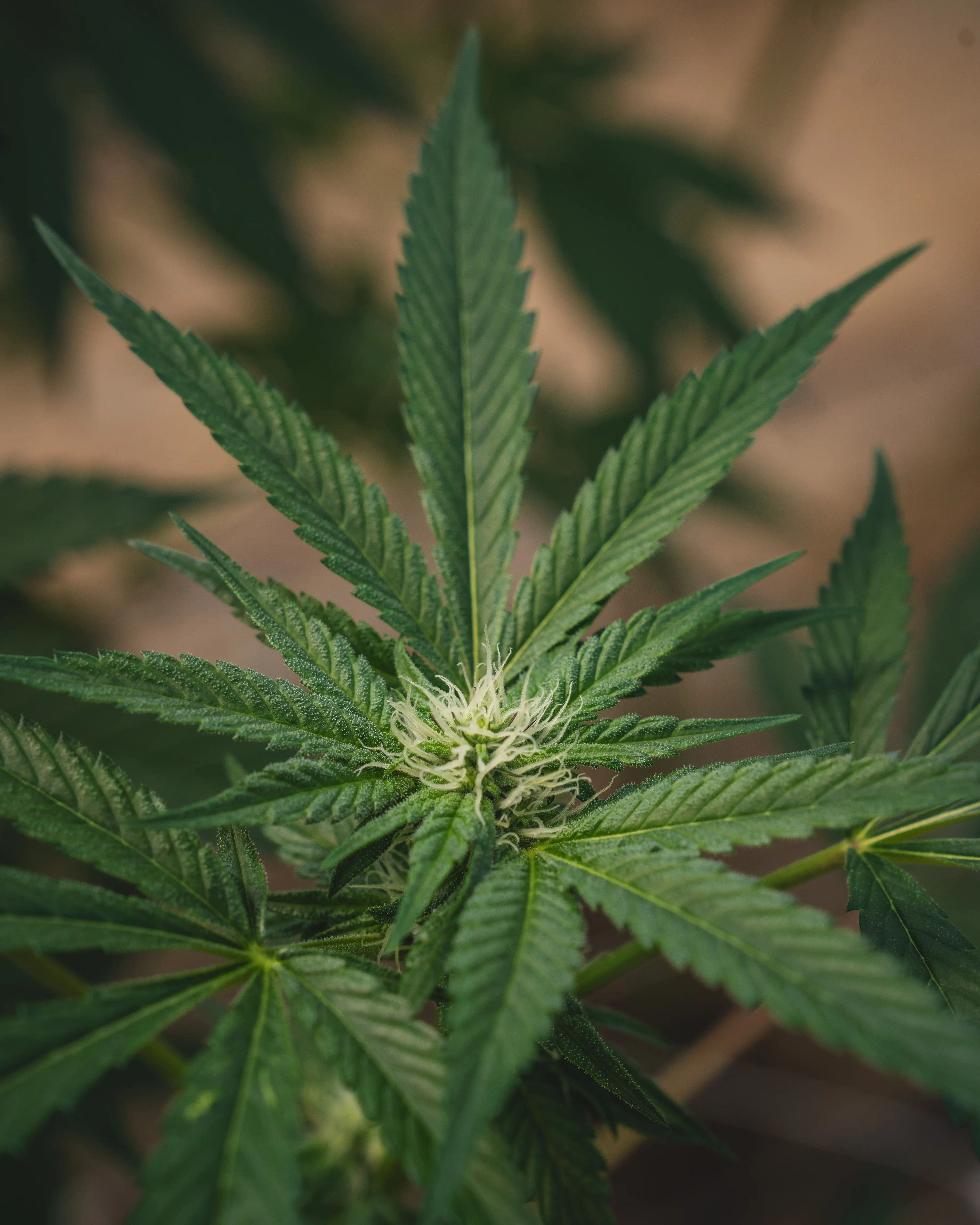 Early flowering cannabis plant growing at Sunkissed Farm in Windsor, Vermont, suitable for home cultivation