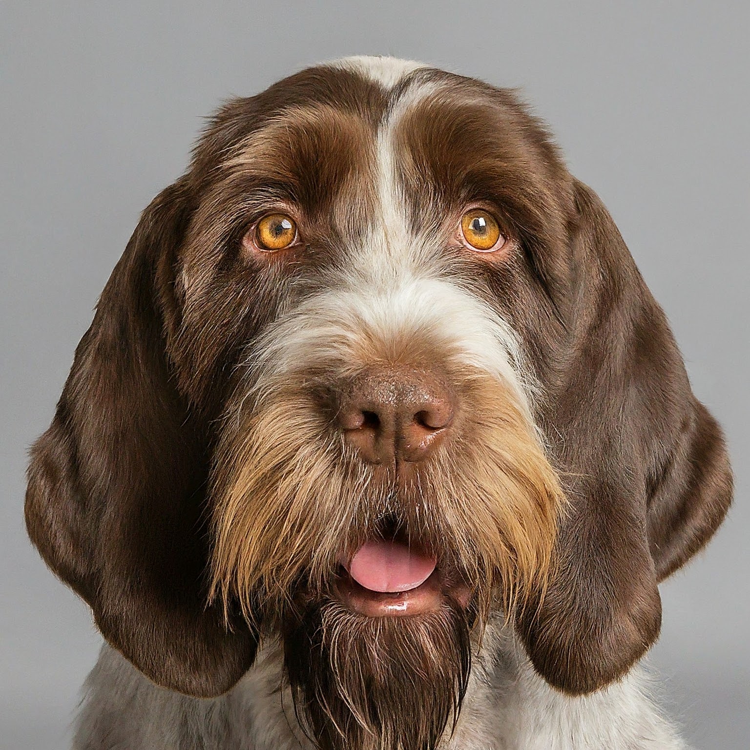 BUDDYUNO, Spinone Italiano