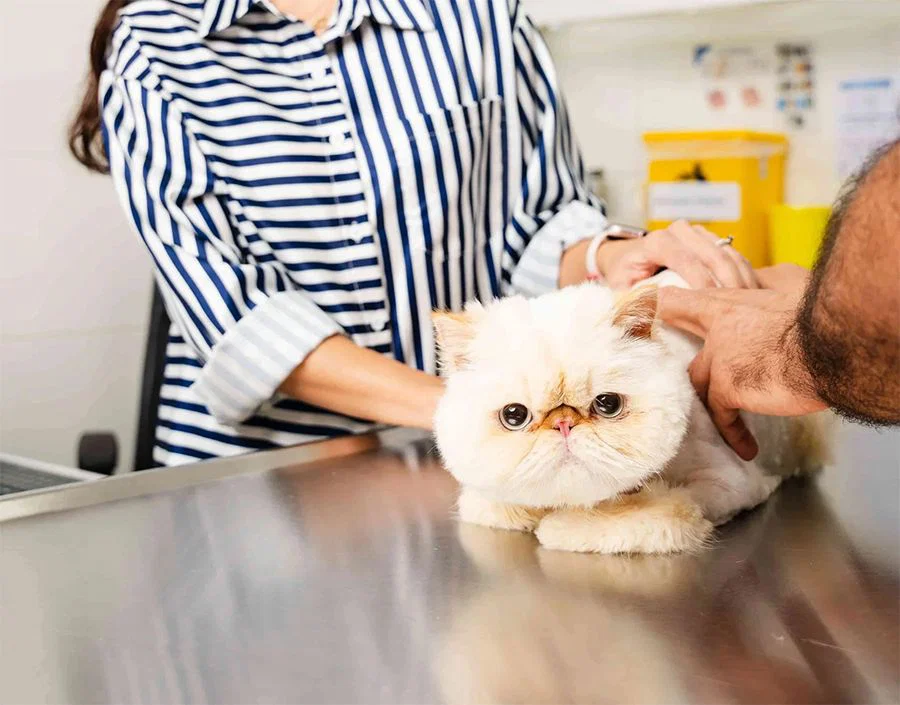 الطبيب البيطري يفحص حالة القطة وهو يتحدث مع مالكها.