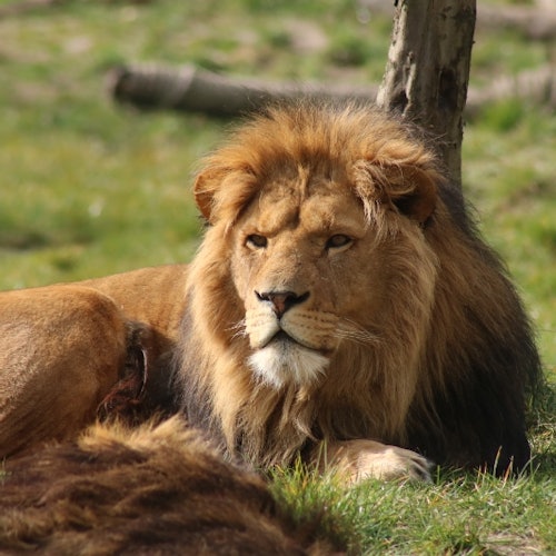 ZooParc Overloon: Entry tickets in Overloon