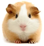 An image of a guinea pig.