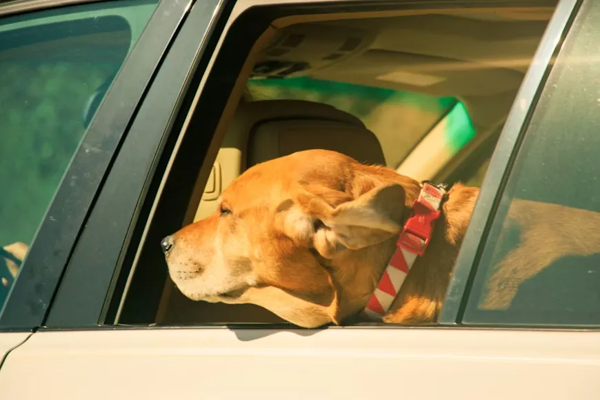 Brown dog with its head out the window of a moving car, ears blowing in the wind.
