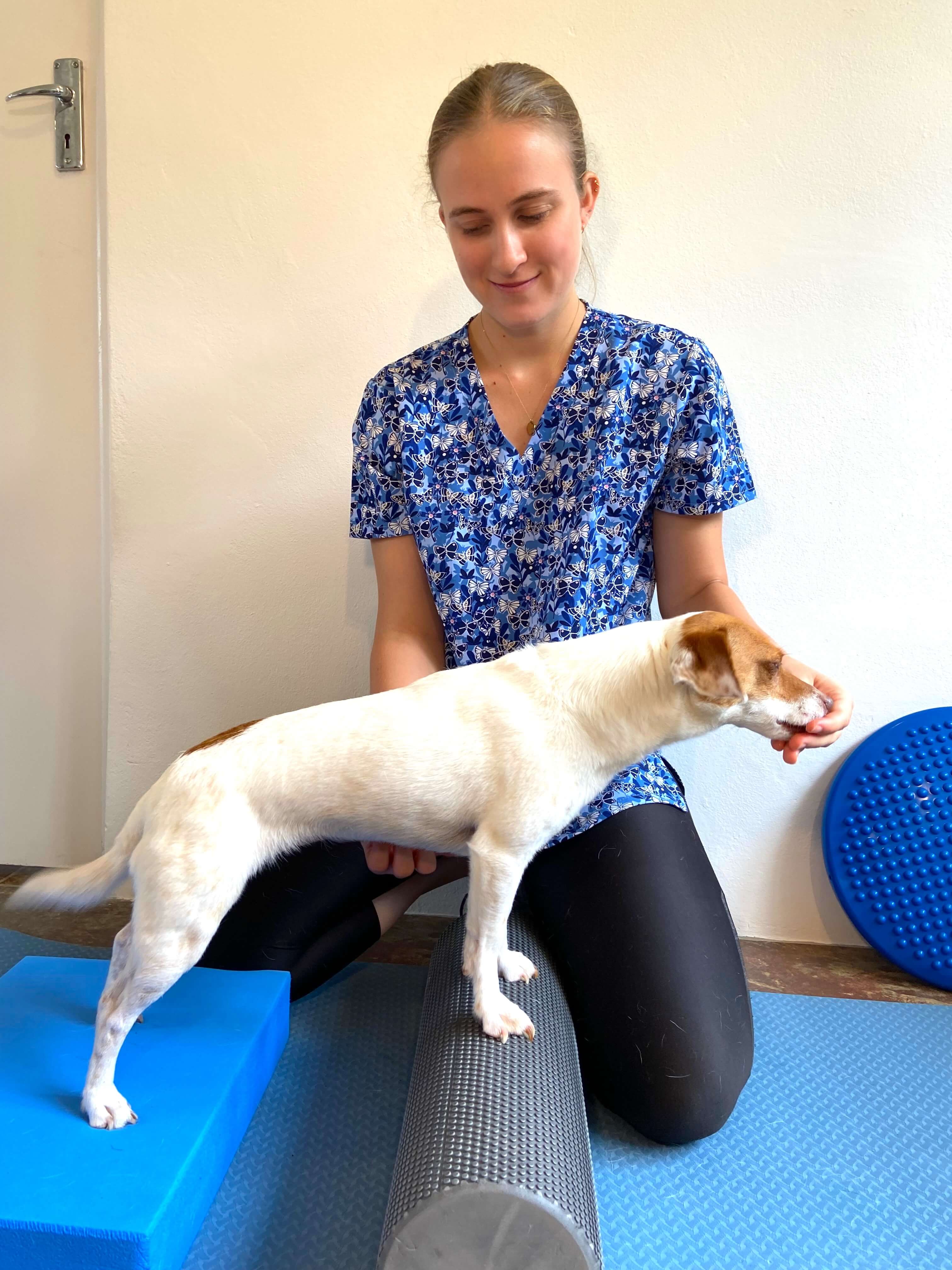 Small Jack Russell performing exercises during a physiotherapy session