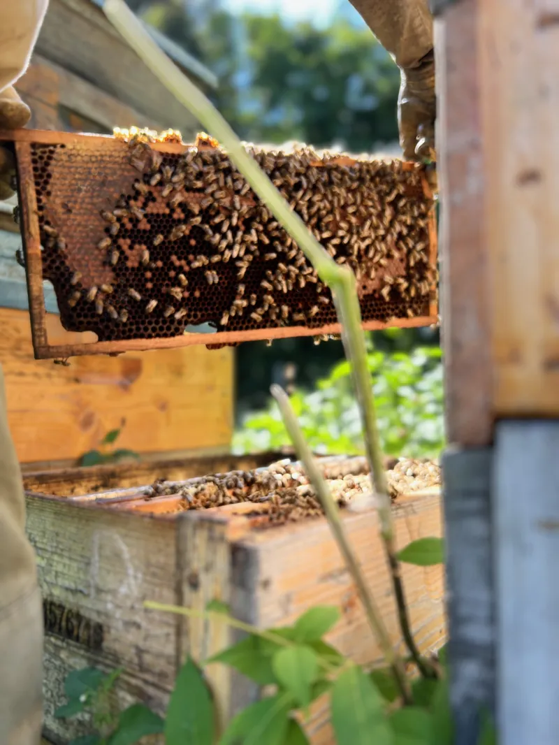 Kaptárbontás a Bazsó Méhészetben