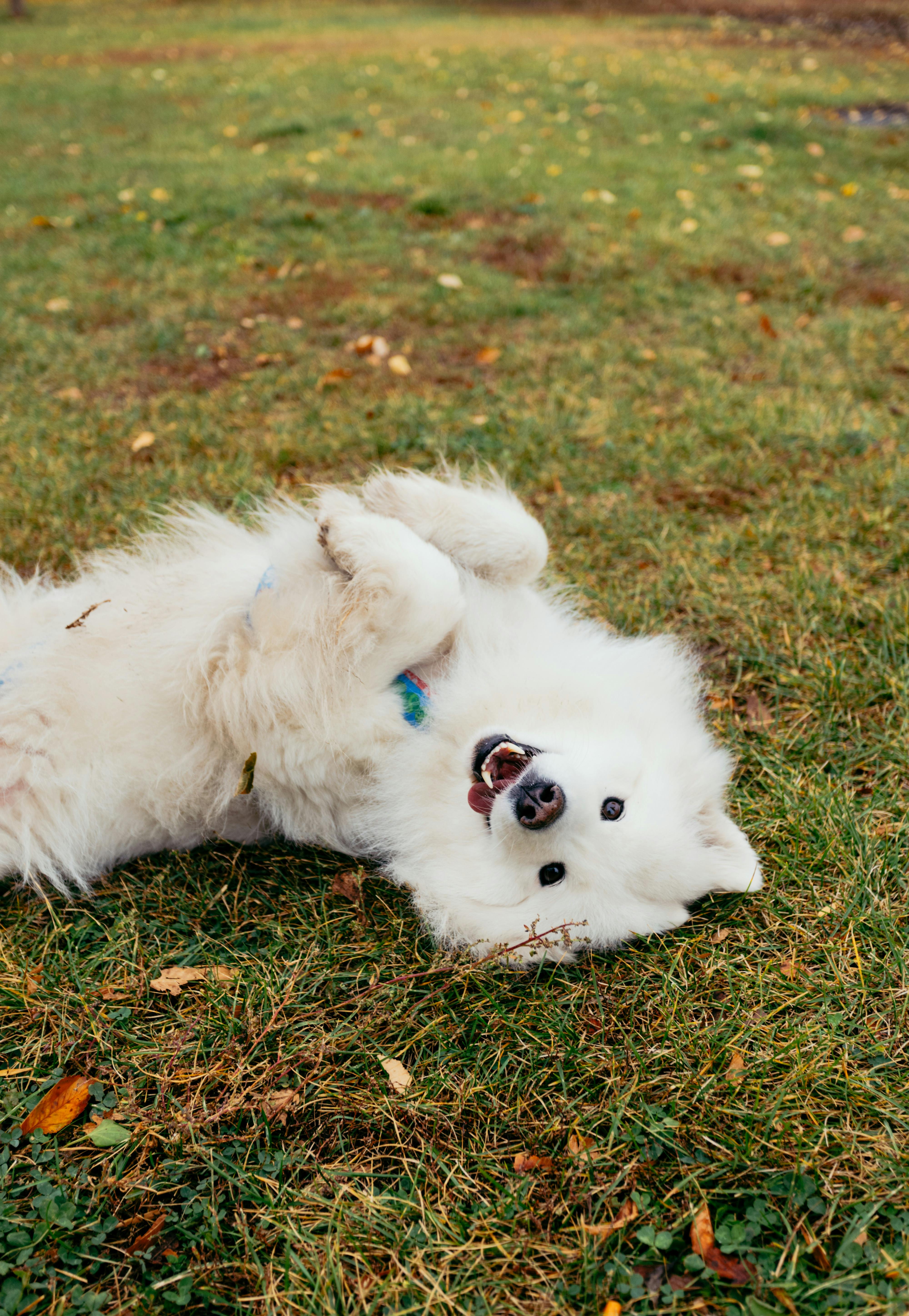 Man in a sporty jacket and light shorts walking across a football field, confidently pulling on his collar.