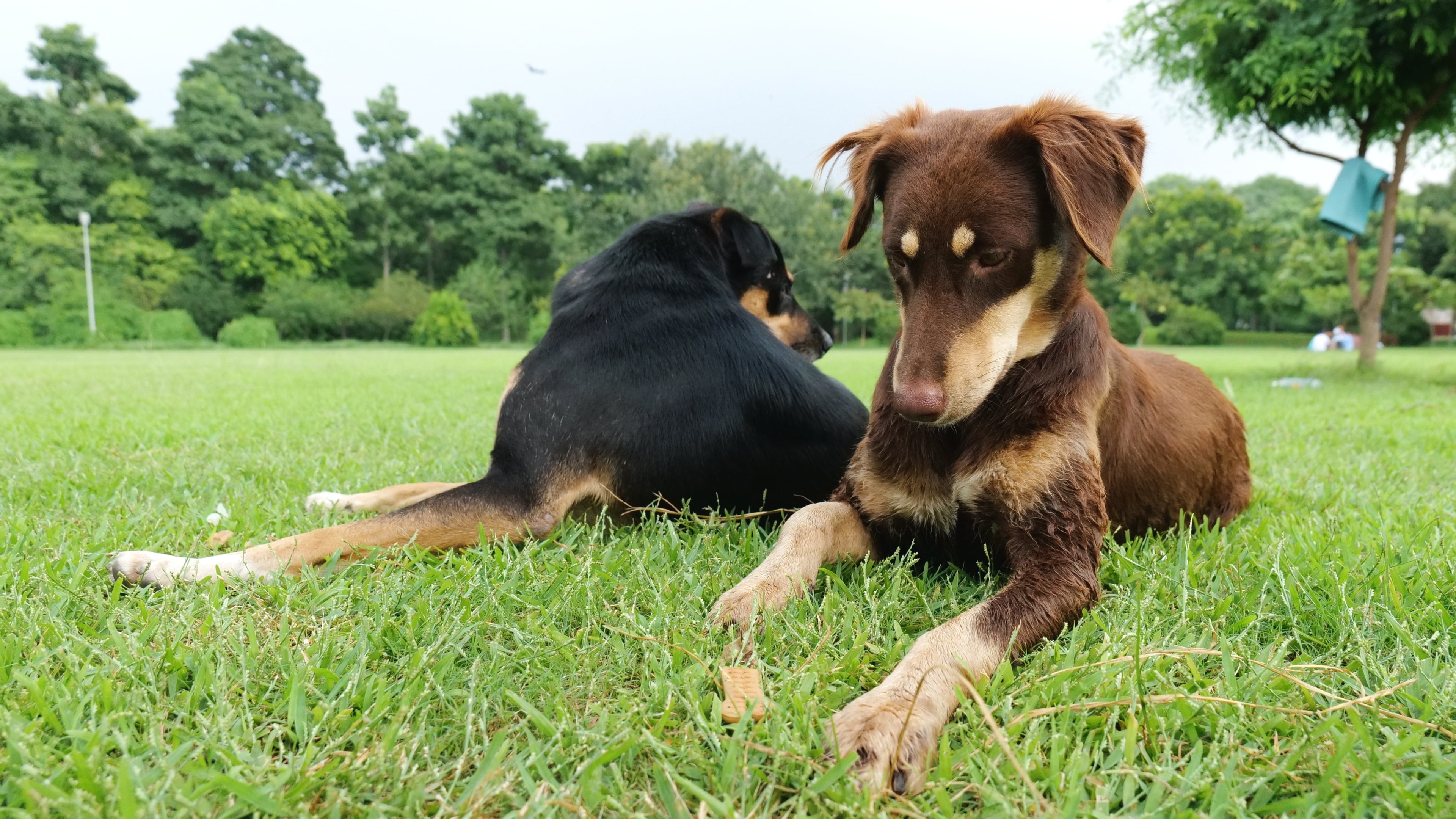A chocolate brown female dog eagerly eyeing a treat, while a black and tan male dog looks away, both seated together in Sunder Nursery.