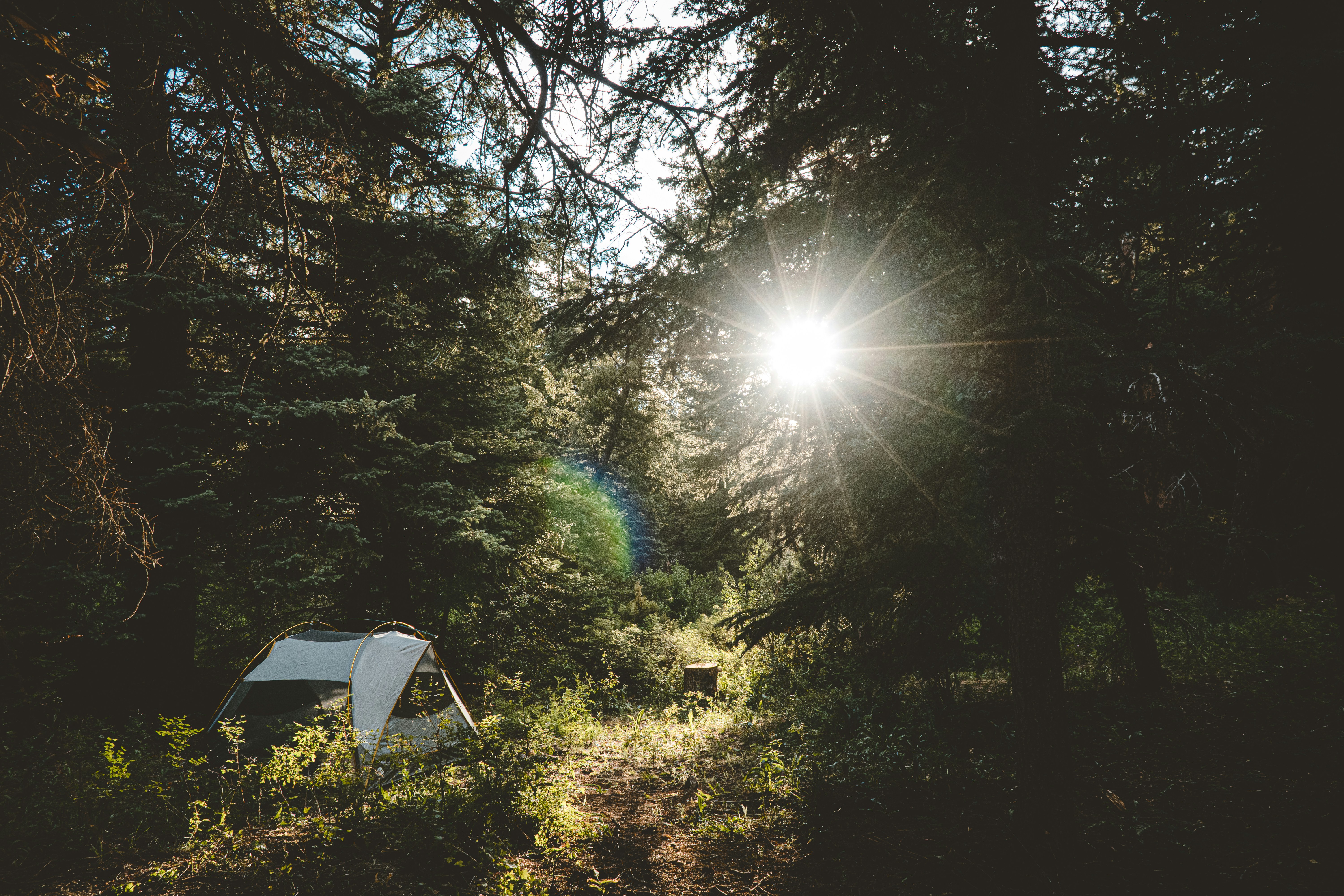 a tent in the middle of a forest with the sun shining through the trees