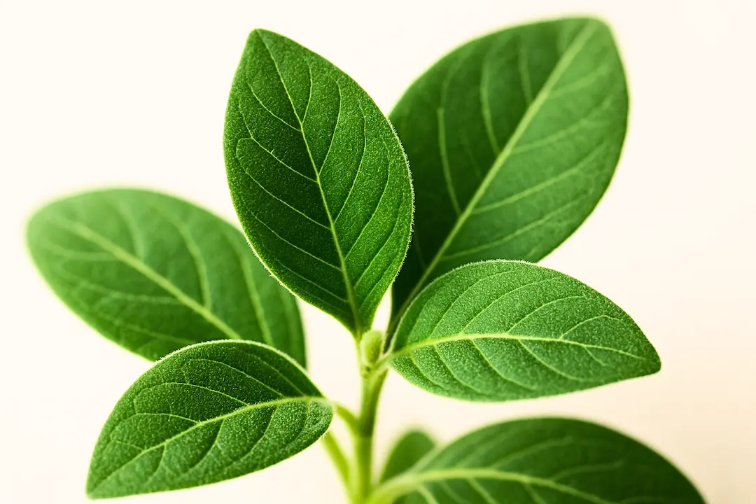 Ashwagandha Blatt Zoom Struktur