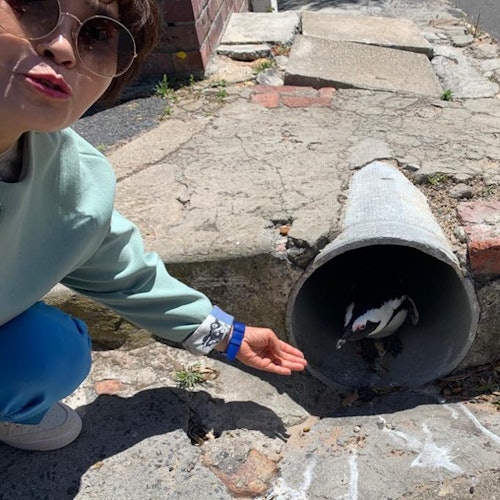 Mingle with the adorable African Penguins.