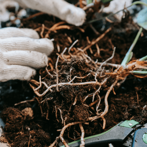 Plant roots during PRESICA root-zone inspection
