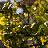 Sunlit lemon tree branches with vibrant green leaves and ripe lemons against a blurred natural background.