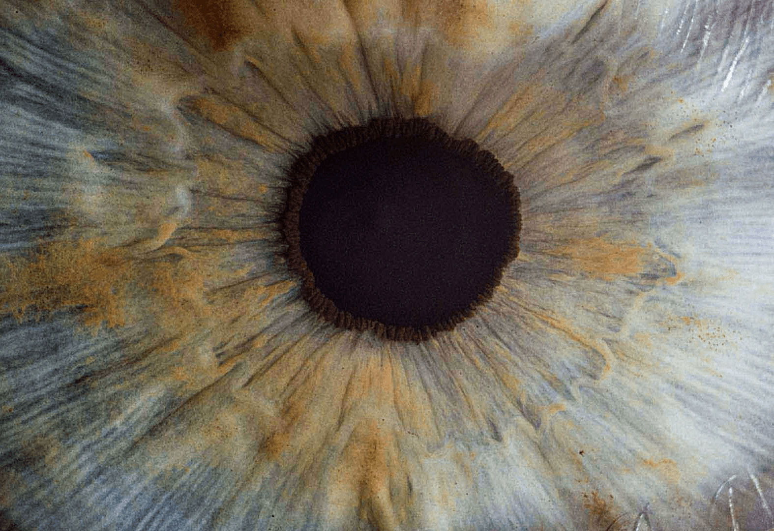 iris