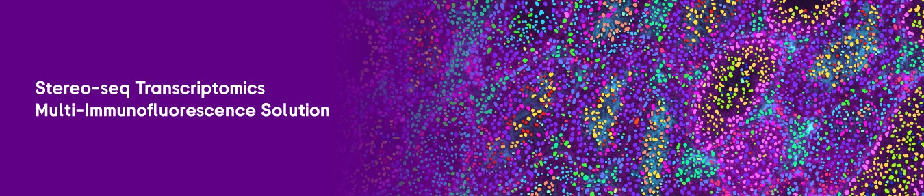 Image of Stereo-seq transcriptomics mIF ​