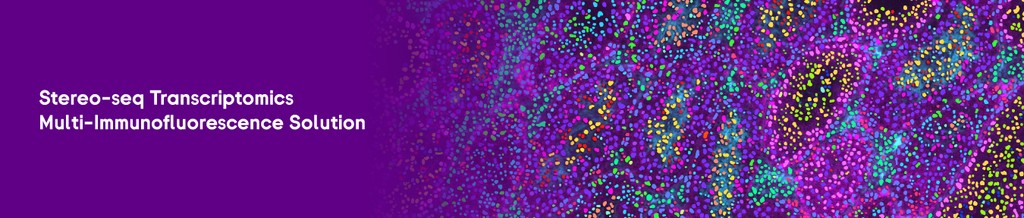 Image of Stereo-seq transcriptomics mIF ​