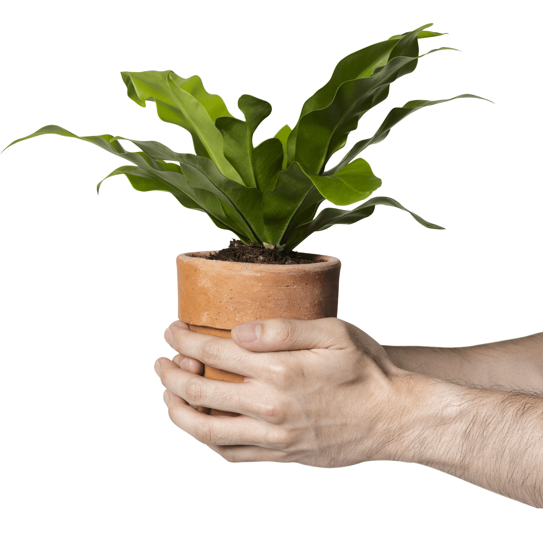 Mãos de um homem segurando o vaso com uma planta