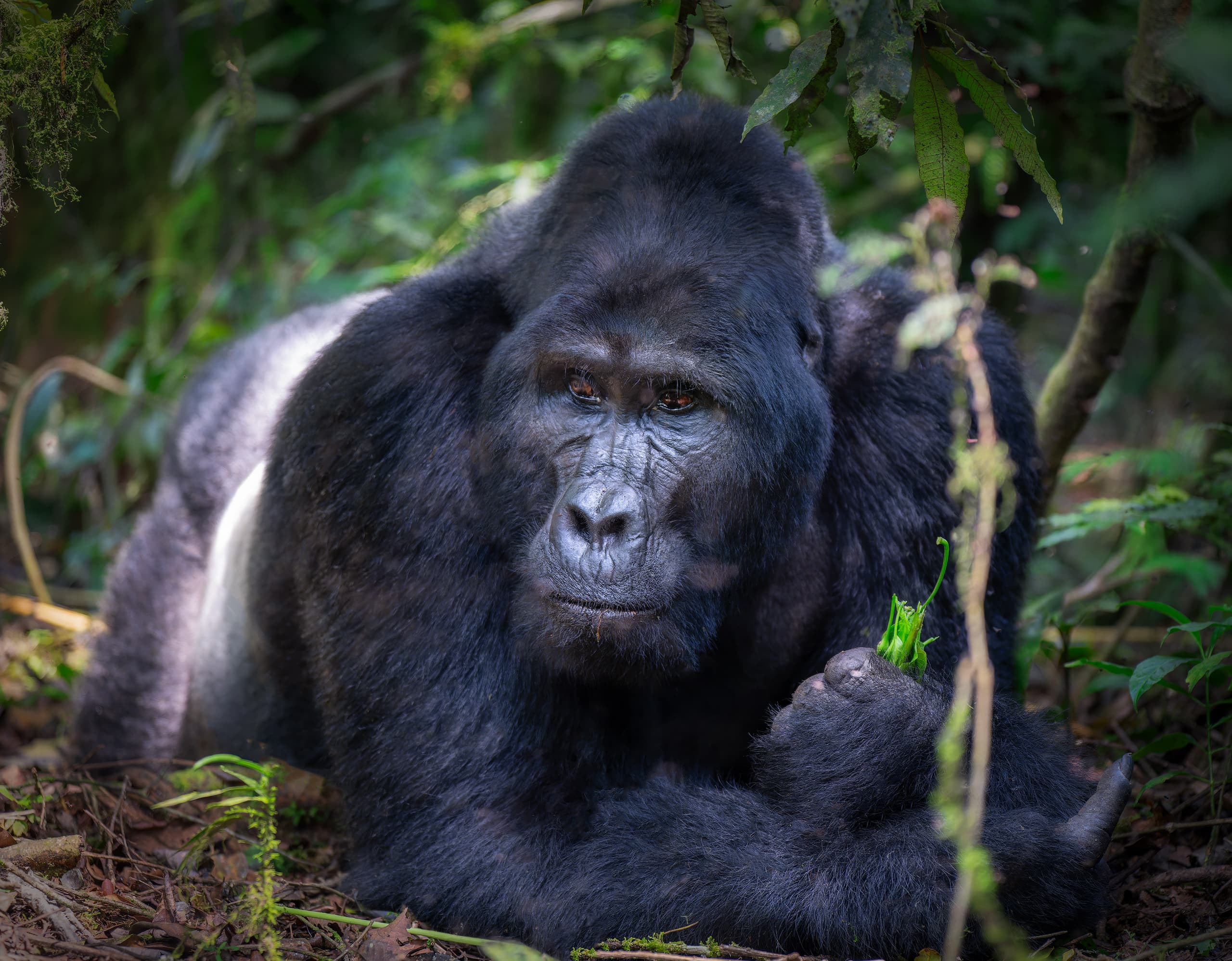 Gorila en el bosque impenetrable de Bwindi, Uganda, durante un viaje fotográfico de Namaste Photo Tours.