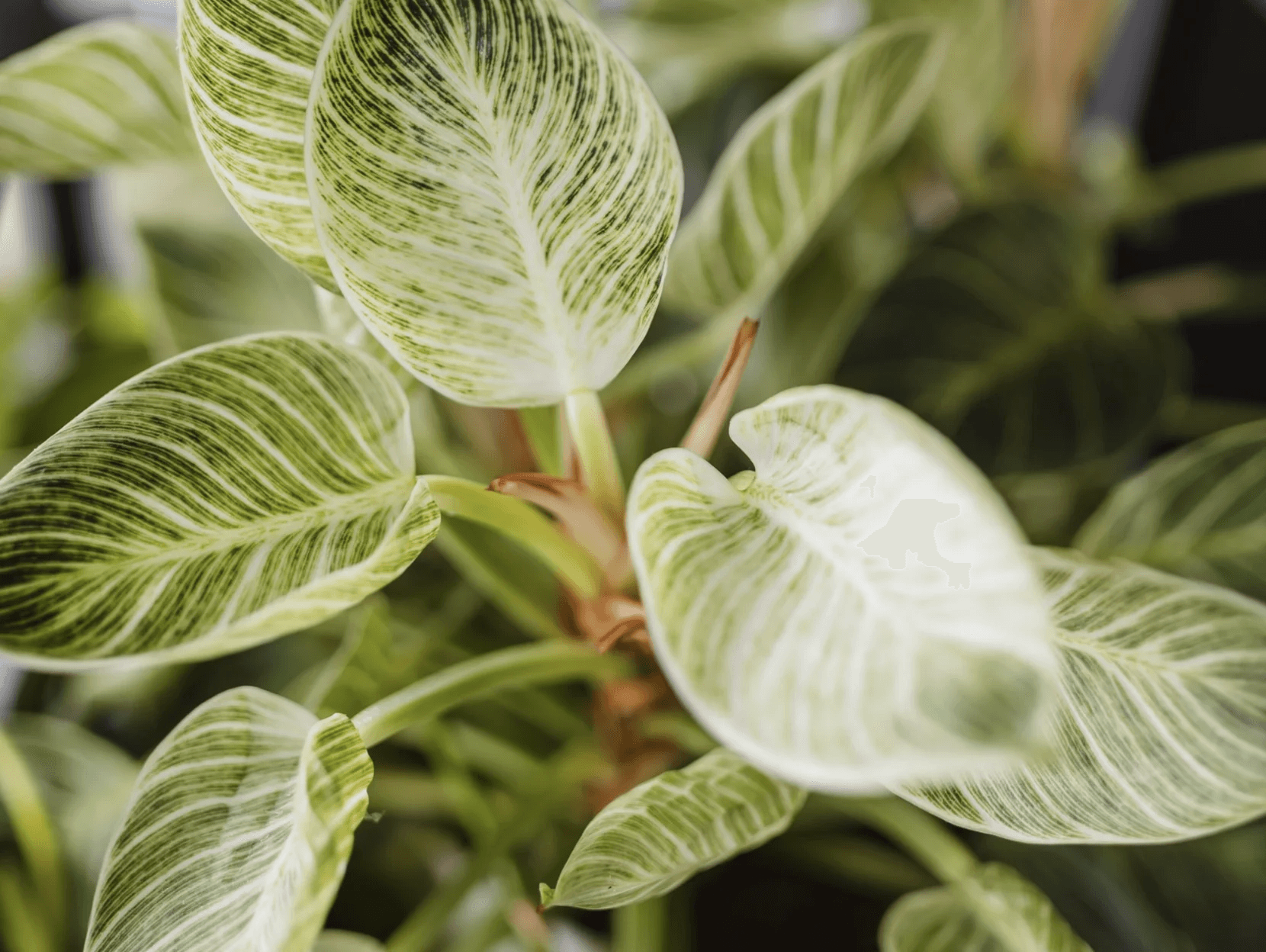 roślina rosnąca u klienta officejungle