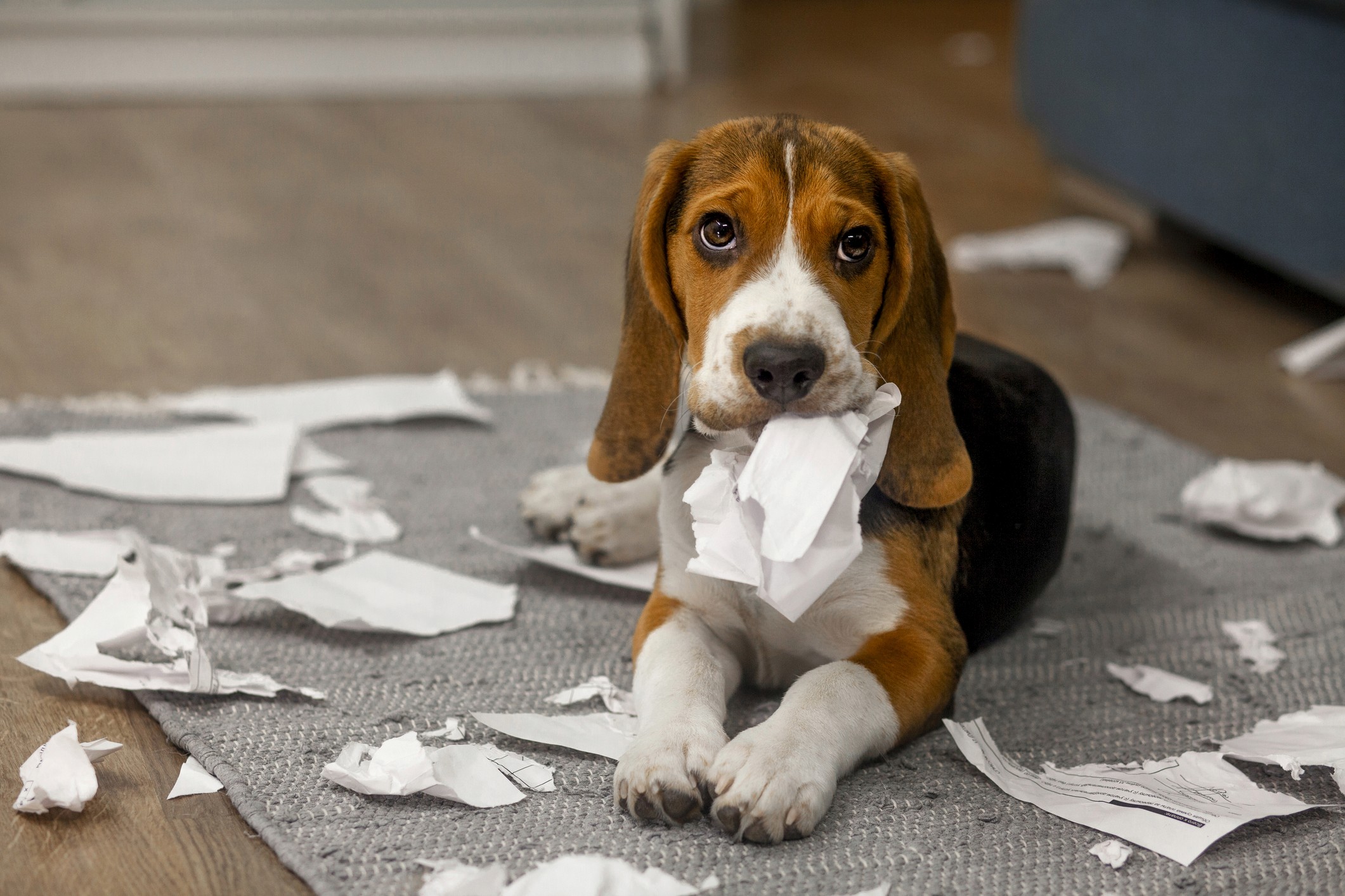 Hund beschädigt Dokumente