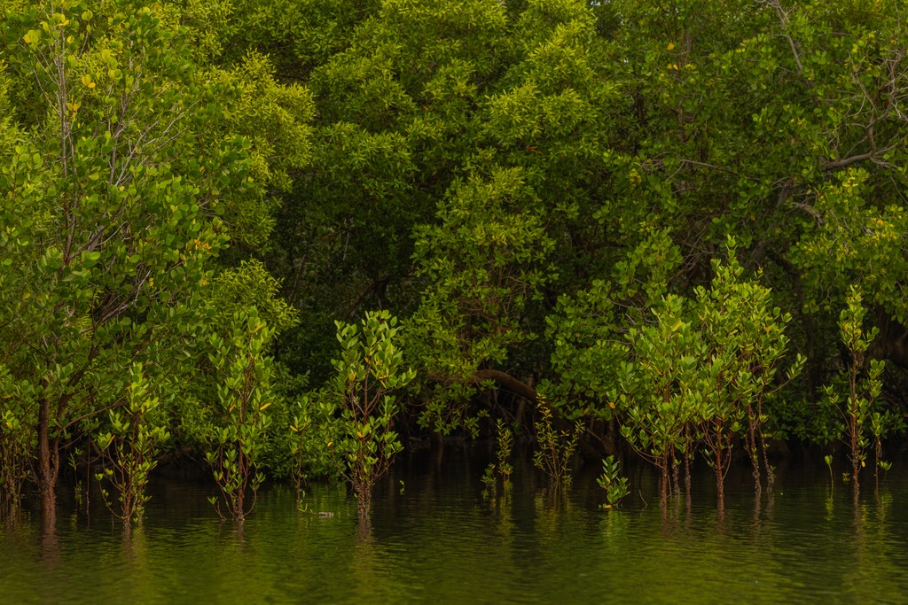 Mangroves in high water. Photo credit Anthony Ochieng Onyango