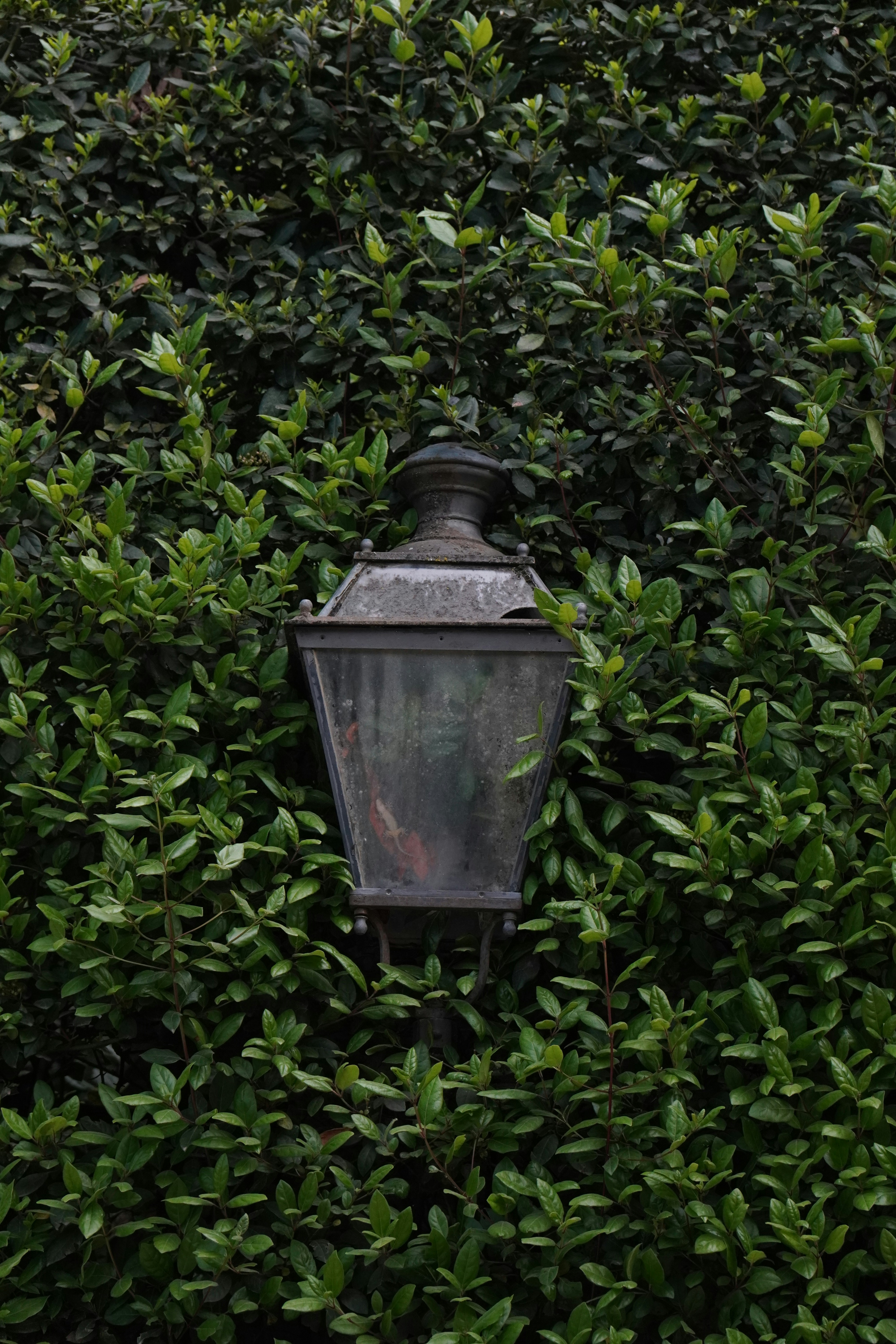 An old lantern is nestled in a dense green hedge.