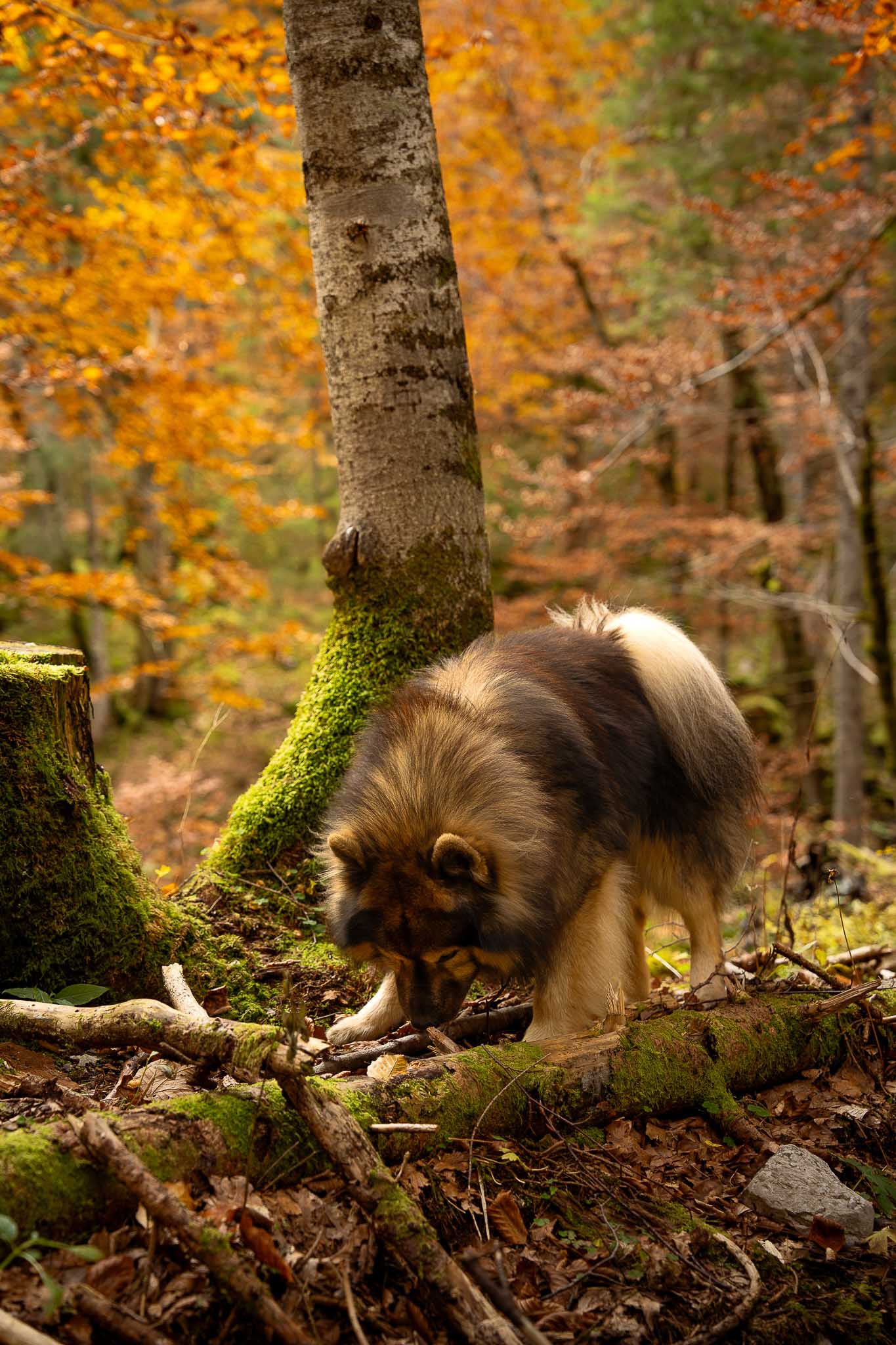 konigsee portrait dog forest autumn