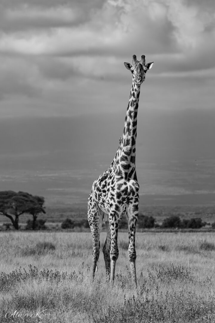 Amboseli Guest Blog