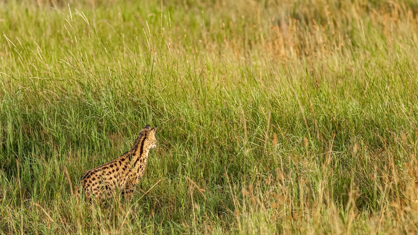 Grassland Specialists