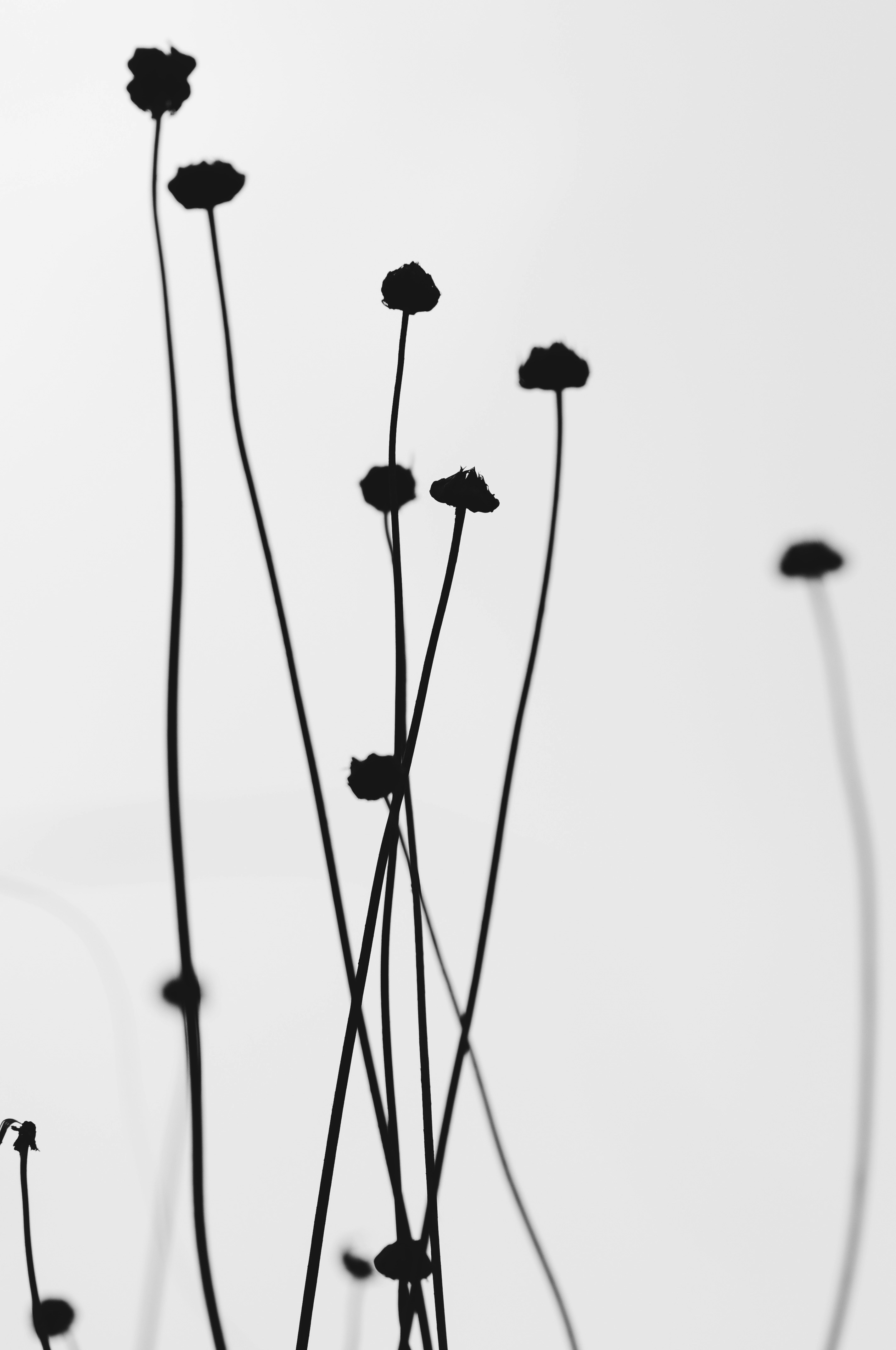 a black and white photo of a bunch of flowers