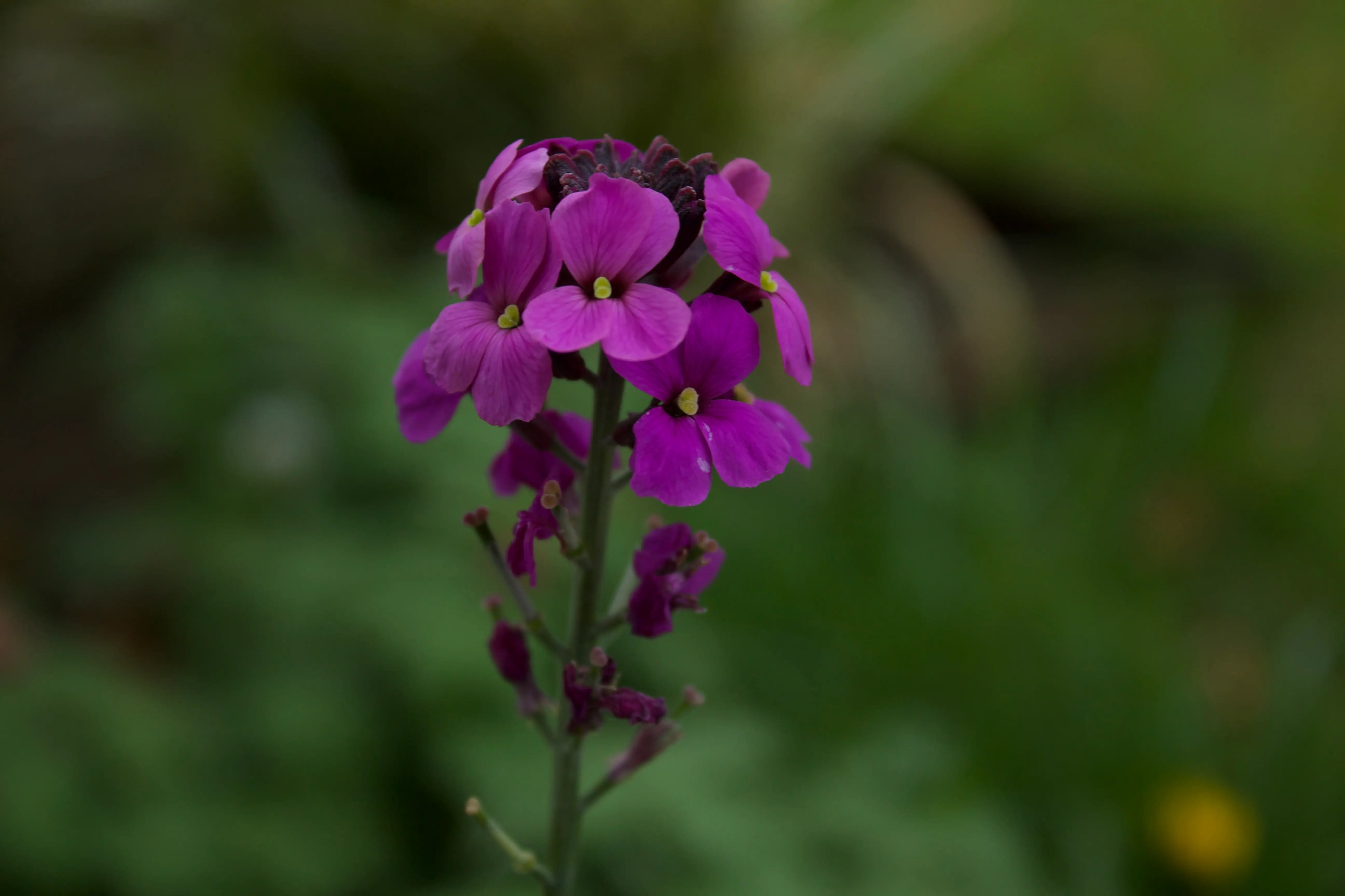 A close-up of a vibrant purple flower with delicate petals, surrounded by green foliage.