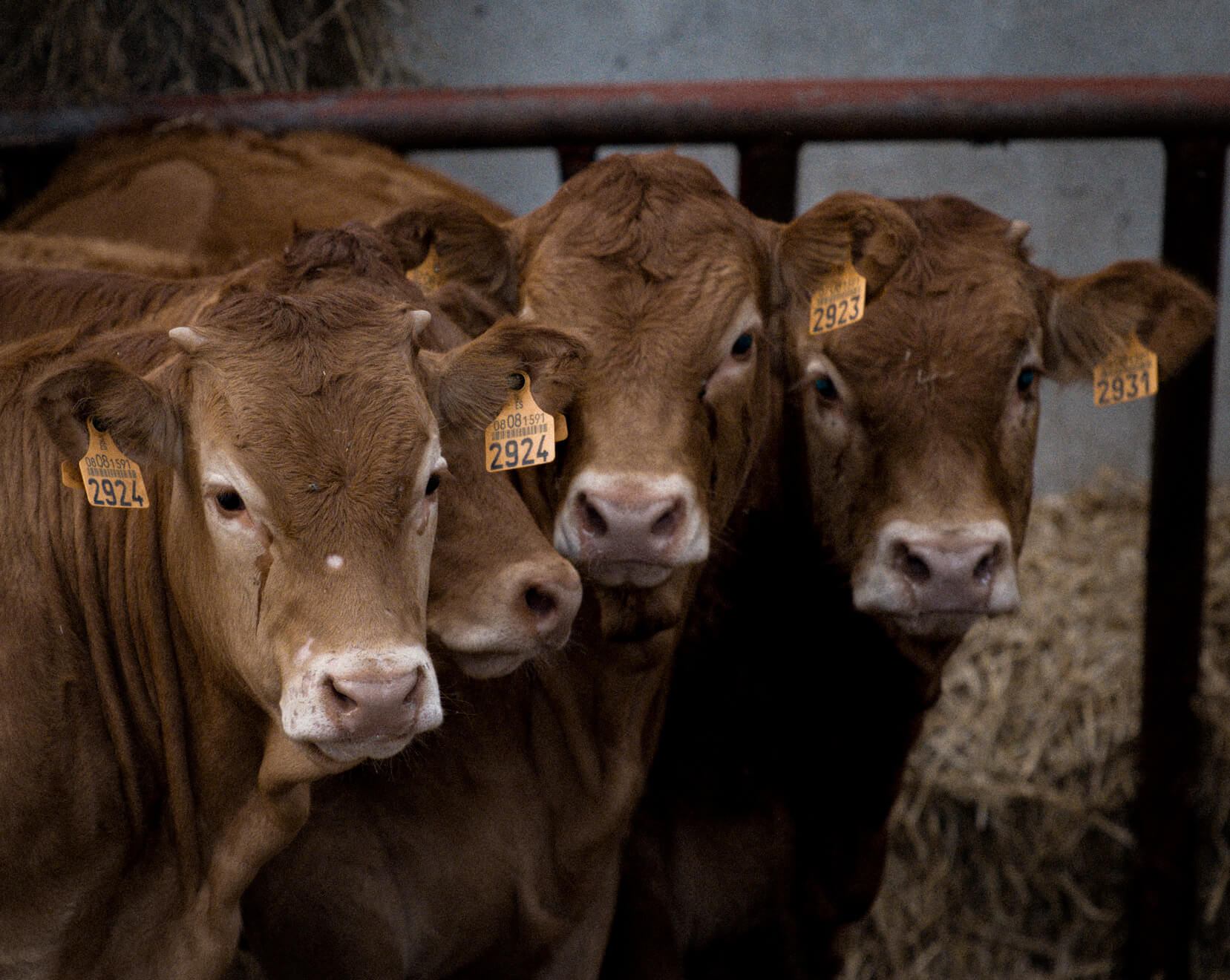 Hovězí dobytek prémiového plemene z lokálního chovu určený pro přípravu kvalitních steaků