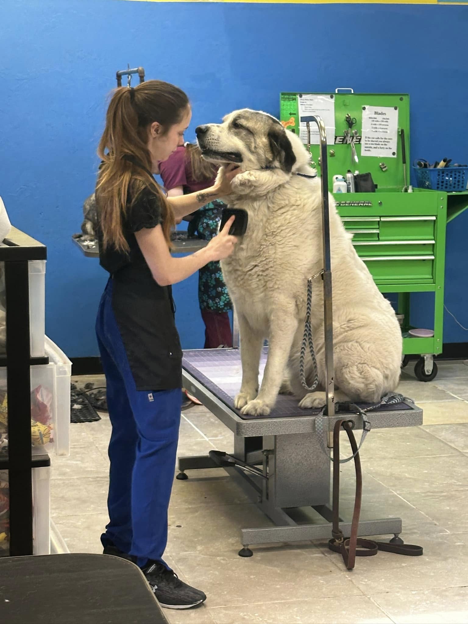 PROFESSIONAL PET GROOMING COURSE - FULL TIME